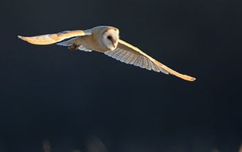 Flying owl on a black background