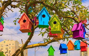 Bird feeders on the tree